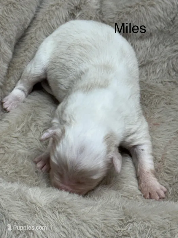 Miles – Australian Shepherd puppy for sale in Fork, SC