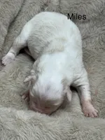 Miles, a male Australian Shepherd for sale in Fork, SC – Photo 1 of 10