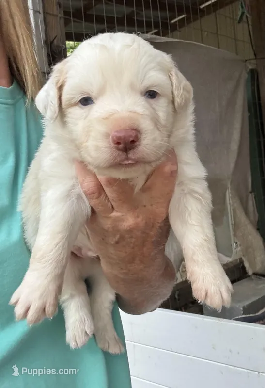 Miles – Australian Shepherd puppy for sale in Fork, SC