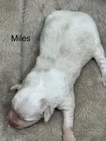 Miles, a male Australian Shepherd for sale in Fork, SC – Photo 3 of 10