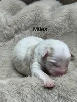 Miles, a male Australian Shepherd for sale in Fork, SC – Photo 2 of 10