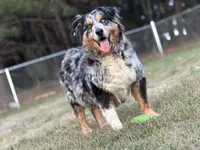 Miles, a male Australian Shepherd for sale in Fork, SC – Photo 6 of 10