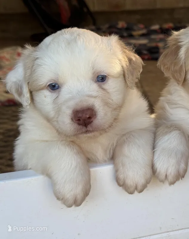 Miles – Australian Shepherd puppy for sale in Fork, SC