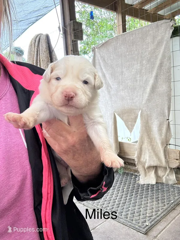 Miles – Australian Shepherd puppy for sale in Fork, SC