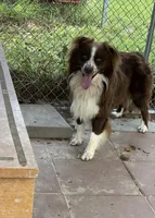 Miles, a male Australian Shepherd for sale in Fork, SC – Photo 5 of 10