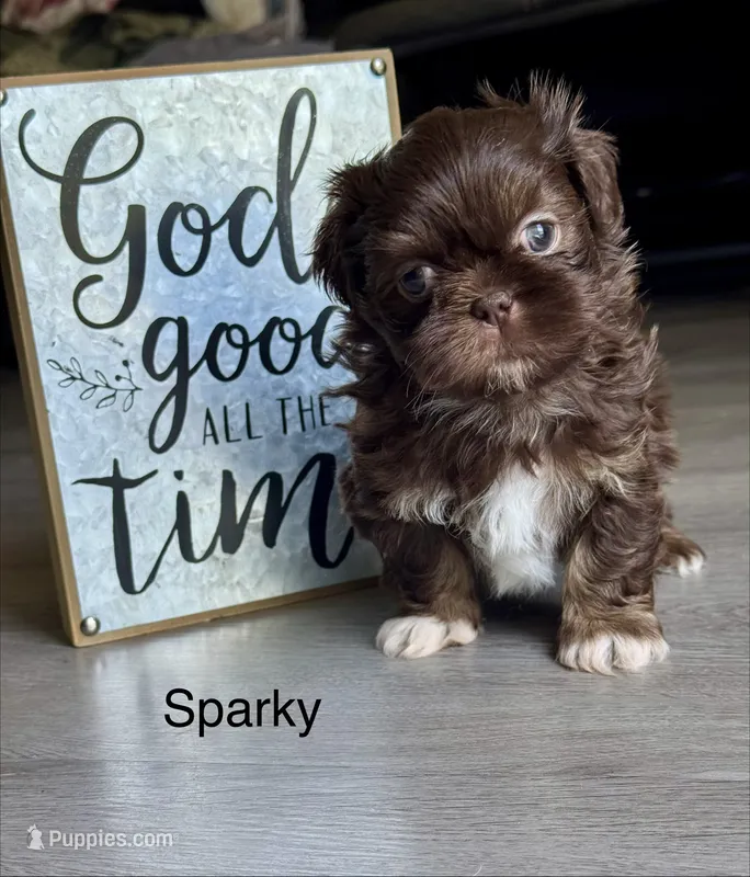 Sparky  – Shih Tzu puppy for sale in Fork, SC