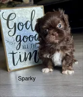 Sparky , a male Shih Tzu for sale in Fork, SC – 1 of 6