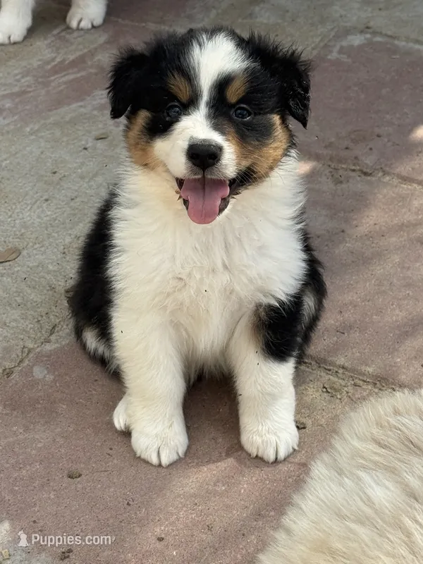 Poppy – Australian Shepherd puppy for sale in Fork, SC