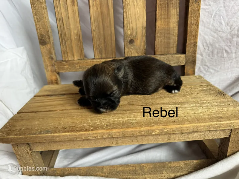 Rebel  – Shih Tzu puppy for sale in Fork, SC