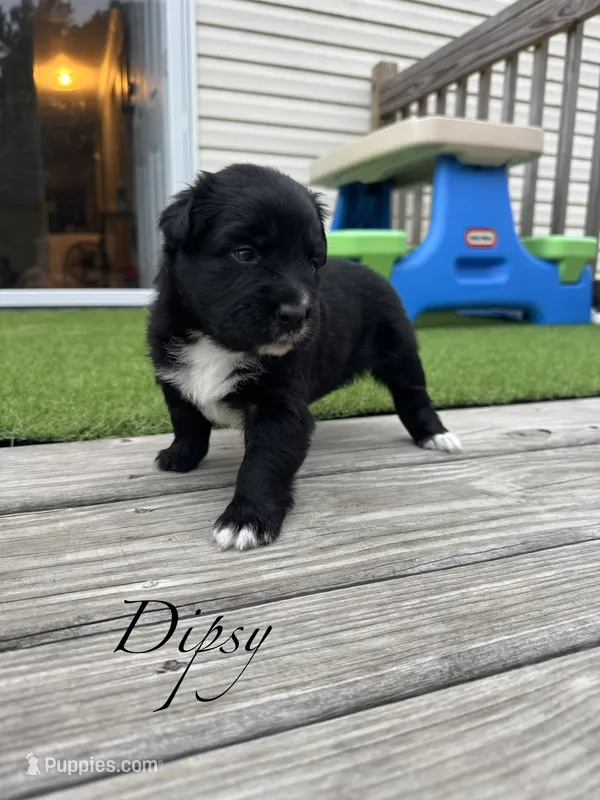 Dipsy  – Australian Shepherd puppy for sale in Fork, SC
