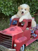 Bumper, a male Australian Shepherd for sale in Fork, SC – 1 of 8