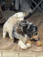 Miles, a male Australian Shepherd for sale in Fork, SC – 6 of 8