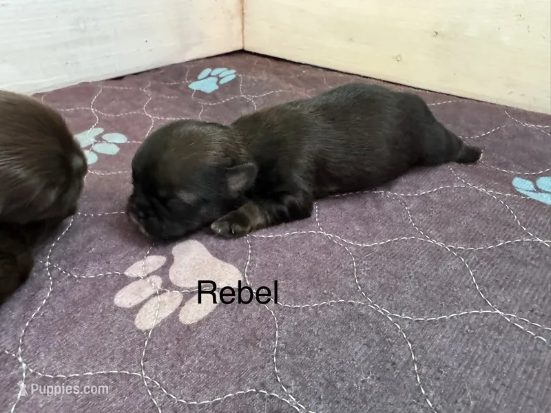 Rebel  – Shih Tzu puppy for sale in Fork, SC
