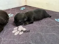Rebel , a male Shih Tzu for sale in Fork, SC – 1 of 7
