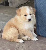 Tigger, a male Australian Shepherd for sale in Fork, SC – 4 of 6
