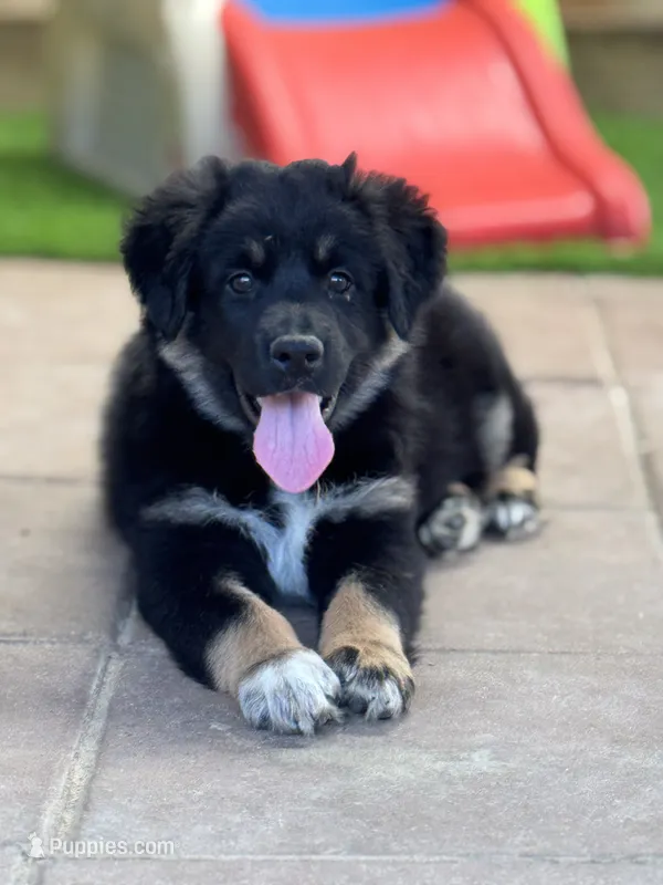 Lizzie – Australian Shepherd puppy for sale in Fork, SC