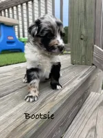 Bootsie, a female Australian Shepherd for sale in Fork, SC – 4 of 4