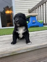 Dipsy , a female Australian Shepherd for sale in Fork, SC – 2 of 5