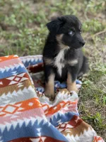 Tessa, a female Australian Shepherd for sale in Fork, SC – 2 of 5