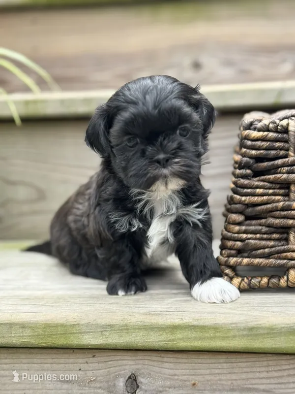 Daisy  – Shih Tzu puppy for sale in Fork, SC