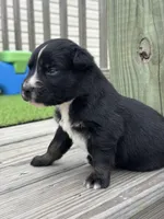 Buck, a male Australian Shepherd for sale in Fork, SC – 2 of 5