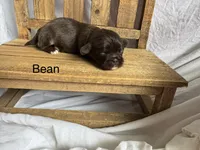 Bean, a male Shih Tzu for sale in Fork, SC – 1 of 5