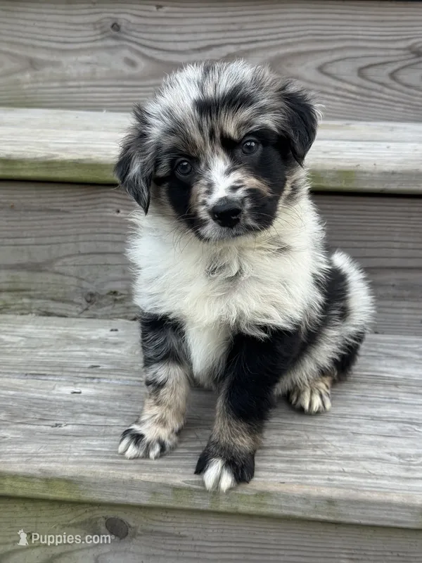 Bootsie – Australian Shepherd puppy for sale in Fork, SC