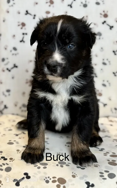 Buck – Australian Shepherd puppy for sale in Fork, SC