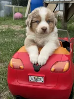 Minnie, a female Australian Shepherd for sale in Fork, SC – 2 of 4