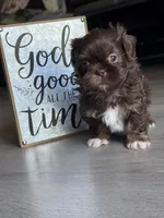 Sparky , a male Shih Tzu for sale in Fork, SC – 3 of 6