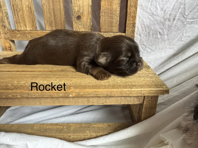 Rocket – Shih Tzu puppy for sale in Fork, SC