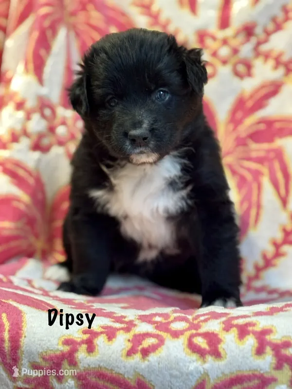 Dipsy  – Australian Shepherd puppy for sale in Fork, SC