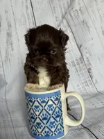 Sparky , a male Shih Tzu for sale in Fork, SC – 6 of 6