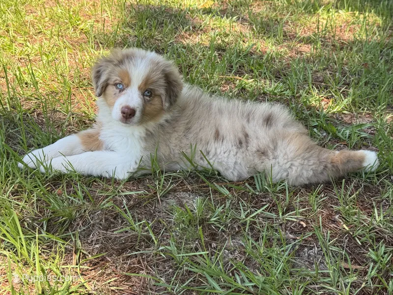 Minnie – Australian Shepherd puppy for sale in Fork, SC