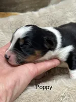 Poppy, a female Australian Shepherd for sale in Fork, SC – Photo 1 of 10