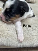 Poppy, a female Australian Shepherd for sale in Fork, SC – Photo 4 of 10