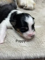 Poppy, a female Australian Shepherd for sale in Fork, SC – Photo 3 of 10