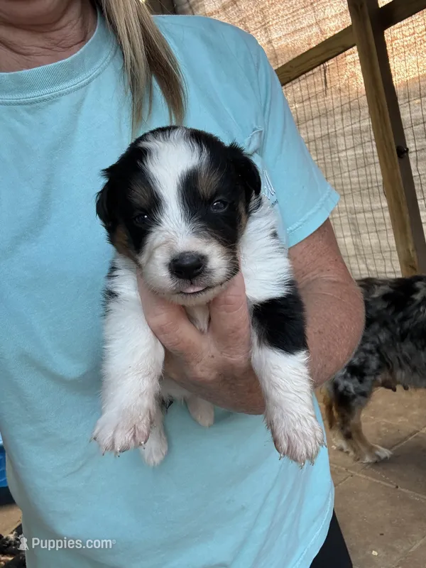 Poppy – Australian Shepherd puppy for sale in Fork, SC