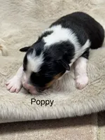 Poppy, a female Australian Shepherd for sale in Fork, SC – Photo 5 of 10