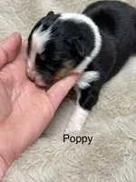 Poppy, a female Australian Shepherd for sale in Fork, SC – Photo 2 of 10