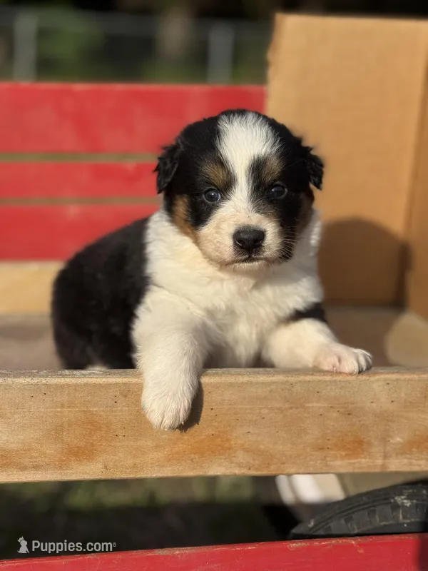 Poppy – Australian Shepherd puppy for sale in Fork, SC