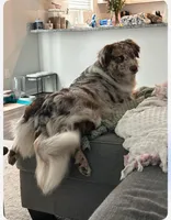 Poppy, a female Australian Shepherd for sale in Fork, SC – Photo 7 of 10