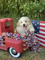 Bumper, a male Australian Shepherd for sale in Fork, SC – 3 of 8