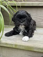 Daisy , a female Shih Tzu for sale in Fork, SC – 3 of 3