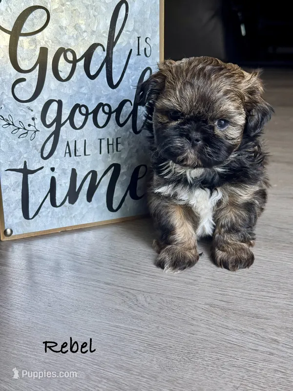 Rebel  – Shih Tzu puppy for sale in Fork, SC