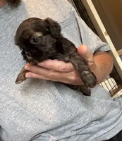 Shihtzu , a female Shih Tzu for sale in Fork, SC – 2 of 7