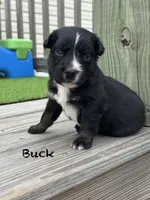 Buck, a male Australian Shepherd for sale in Fork, SC – 1 of 5