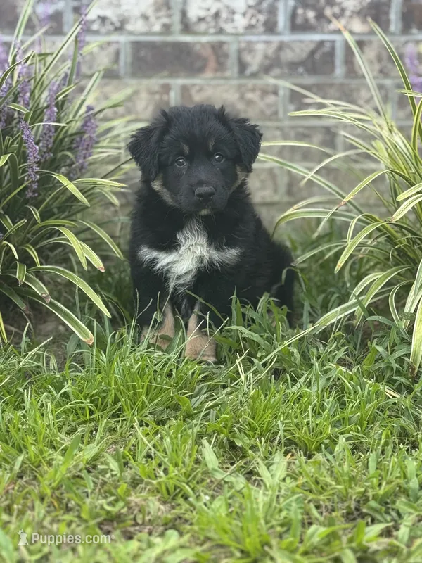 Lizzie – Australian Shepherd puppy for sale in Fork, SC