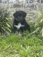 Lizzie, a female Australian Shepherd for sale in Fork, SC – 3 of 8