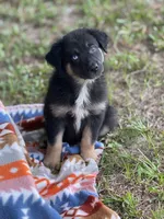 Tessa, a female Australian Shepherd for sale in Fork, SC – 3 of 5